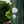 Load image into Gallery viewer, Maui North Canterbury Sauvignon Blanc 2024 ($20 per bottle)