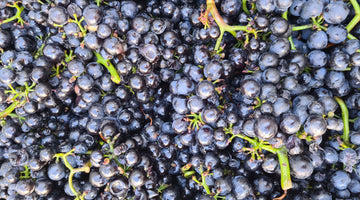 Punch Drink: Māori Winemakers in Aotearoa