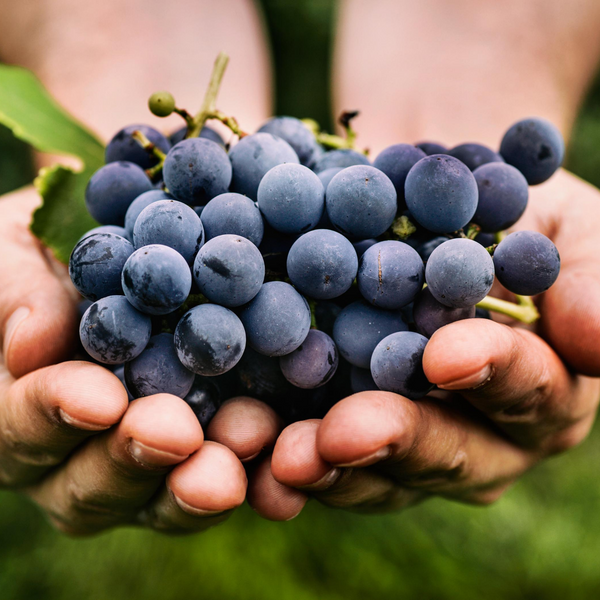 Winemaker's Collection of Reds